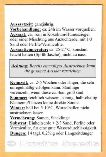 Mimusops caffra, 10 Samen